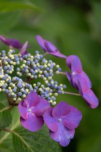 Preview wallpaper hydrangea, flowers, petals, leaves, plant, macro