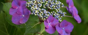 Preview wallpaper hydrangea, flowers, petals, leaves, plant, macro