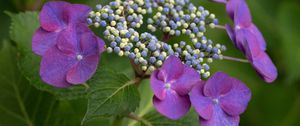 Preview wallpaper hydrangea, flowers, petals, leaves, plant, macro