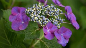 Preview wallpaper hydrangea, flowers, petals, leaves, plant, macro