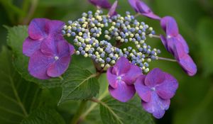 Preview wallpaper hydrangea, flowers, petals, leaves, plant, macro