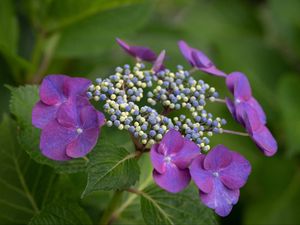 Preview wallpaper hydrangea, flowers, petals, leaves, plant, macro