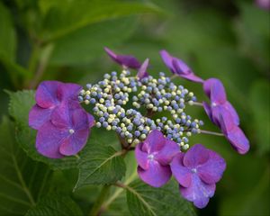 Preview wallpaper hydrangea, flowers, petals, leaves, plant, macro