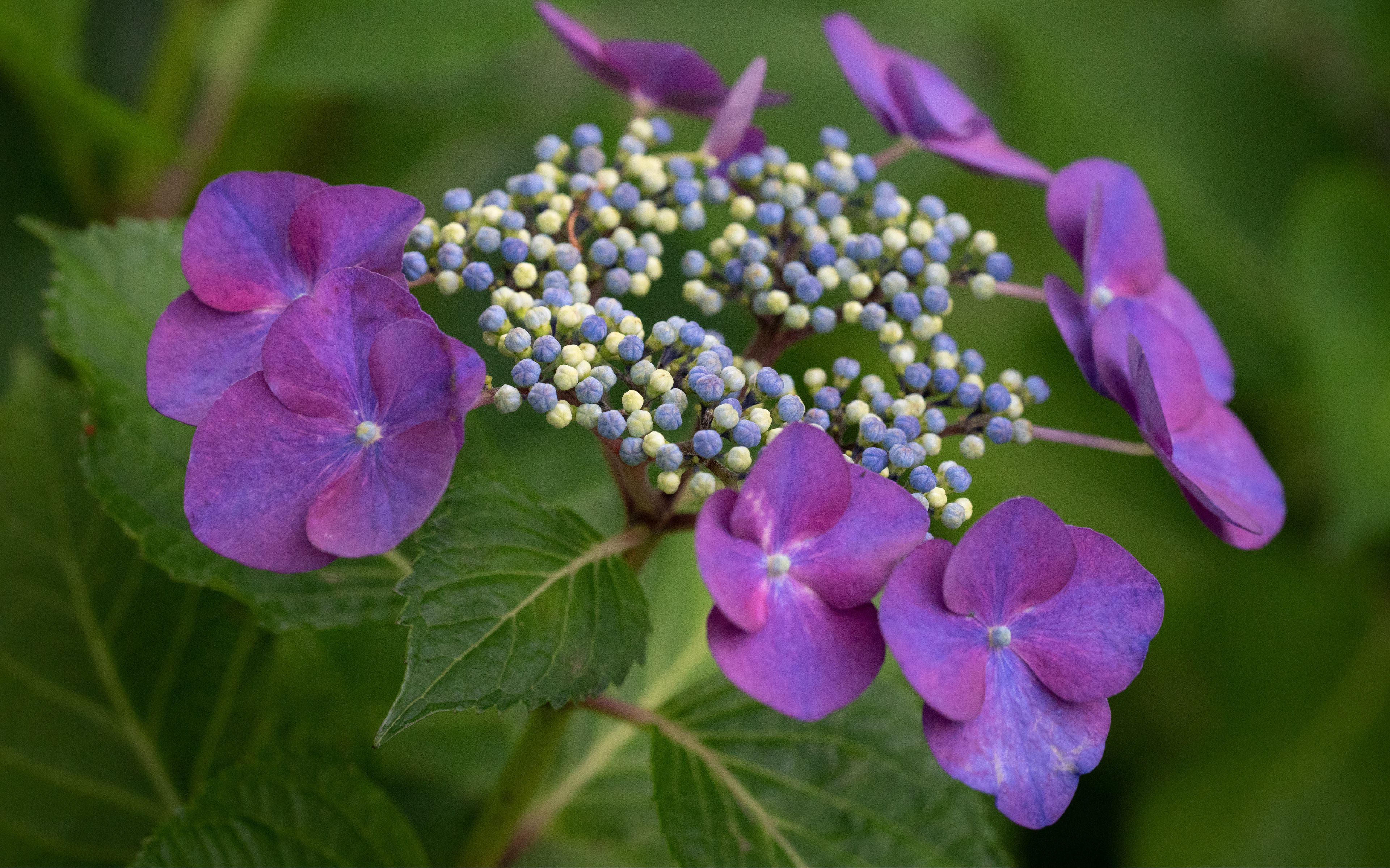 Download wallpaper 3840x2400 hydrangea, flowers, petals, leaves, plant ...