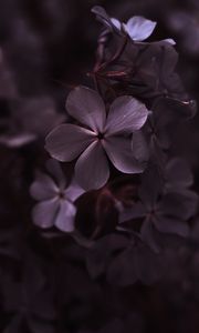 Preview wallpaper hydrangea, flowers, petals, macro, purple