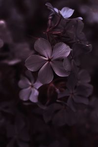 Preview wallpaper hydrangea, flowers, petals, macro, purple