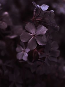 Preview wallpaper hydrangea, flowers, petals, macro, purple