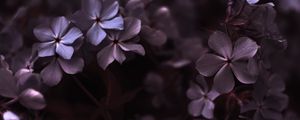 Preview wallpaper hydrangea, flowers, petals, macro, purple