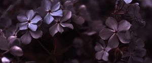 Preview wallpaper hydrangea, flowers, petals, macro, purple