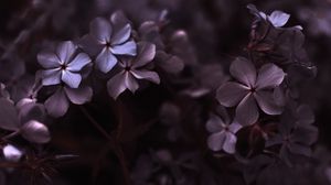 Preview wallpaper hydrangea, flowers, petals, macro, purple