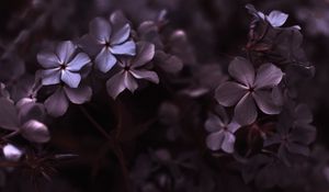 Preview wallpaper hydrangea, flowers, petals, macro, purple