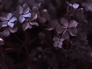 Preview wallpaper hydrangea, flowers, petals, macro, purple