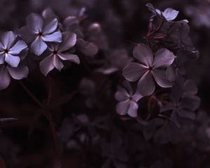 Preview wallpaper hydrangea, flowers, petals, macro, purple