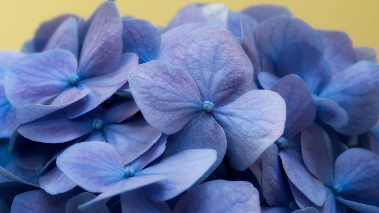 Wallpaper hydrangea, flowers, petals, macro, blue