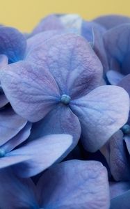 Preview wallpaper hydrangea, flowers, petals, macro, blue