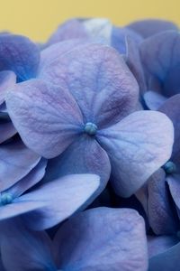 Preview wallpaper hydrangea, flowers, petals, macro, blue