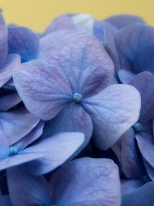 Preview wallpaper hydrangea, flowers, petals, macro, blue