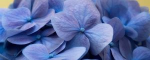 Preview wallpaper hydrangea, flowers, petals, macro, blue