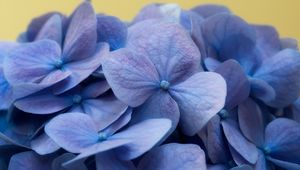 Preview wallpaper hydrangea, flowers, petals, macro, blue