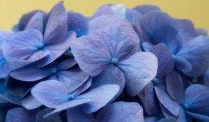 Preview wallpaper hydrangea, flowers, petals, macro, blue