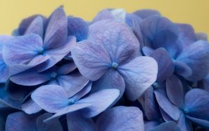 Preview wallpaper hydrangea, flowers, petals, macro, blue