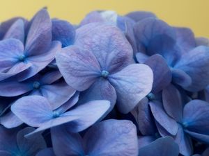 Preview wallpaper hydrangea, flowers, petals, macro, blue