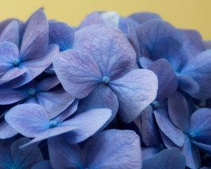 Preview wallpaper hydrangea, flowers, petals, macro, blue