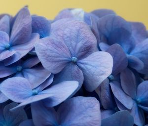 Preview wallpaper hydrangea, flowers, petals, macro, blue