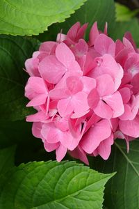 Preview wallpaper hydrangea, flowers, petals, pink, leaves, macro