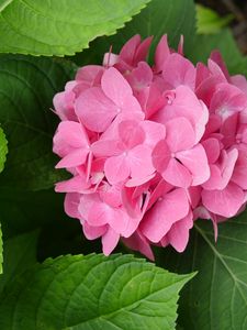 Preview wallpaper hydrangea, flowers, petals, pink, leaves, macro