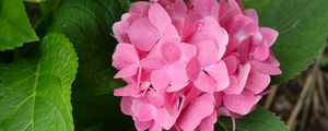 Preview wallpaper hydrangea, flowers, petals, pink, leaves, macro