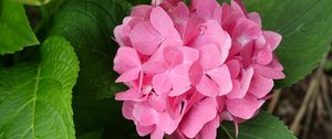 Preview wallpaper hydrangea, flowers, petals, pink, leaves, macro