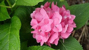 Preview wallpaper hydrangea, flowers, petals, pink, leaves, macro