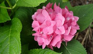 Preview wallpaper hydrangea, flowers, petals, pink, leaves, macro