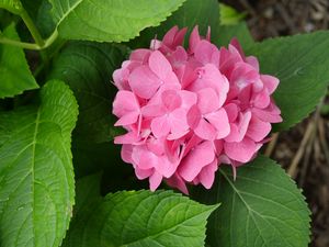 Preview wallpaper hydrangea, flowers, petals, pink, leaves, macro