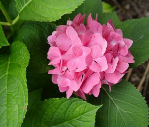 Preview wallpaper hydrangea, flowers, petals, pink, leaves, macro