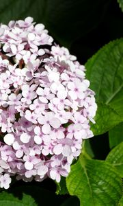 Preview wallpaper hydrangea, flowers, petals, leaves, pink, macro