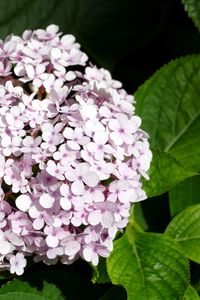 Preview wallpaper hydrangea, flowers, petals, leaves, pink, macro