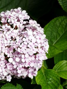 Preview wallpaper hydrangea, flowers, petals, leaves, pink, macro