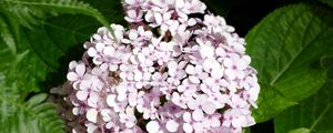 Preview wallpaper hydrangea, flowers, petals, leaves, pink, macro