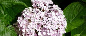 Preview wallpaper hydrangea, flowers, petals, leaves, pink, macro