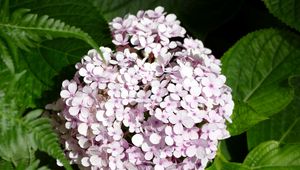 Preview wallpaper hydrangea, flowers, petals, leaves, pink, macro