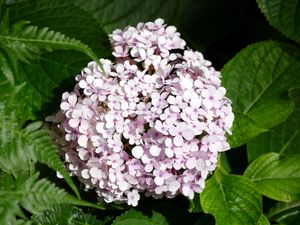 Preview wallpaper hydrangea, flowers, petals, leaves, pink, macro