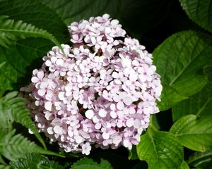 Preview wallpaper hydrangea, flowers, petals, leaves, pink, macro