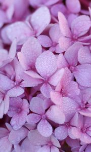 Preview wallpaper hydrangea, flowers, petals, dew, drops, macro, purple