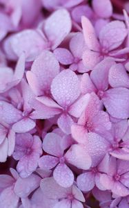Preview wallpaper hydrangea, flowers, petals, dew, drops, macro, purple