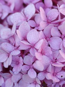 Preview wallpaper hydrangea, flowers, petals, dew, drops, macro, purple