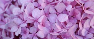 Preview wallpaper hydrangea, flowers, petals, dew, drops, macro, purple