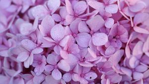 Preview wallpaper hydrangea, flowers, petals, dew, drops, macro, purple