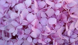 Preview wallpaper hydrangea, flowers, petals, dew, drops, macro, purple